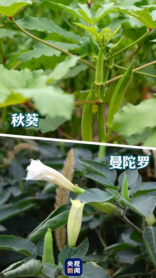 紧急提醒：有毒，或致死亡！这种“高仿”板栗不能吃→