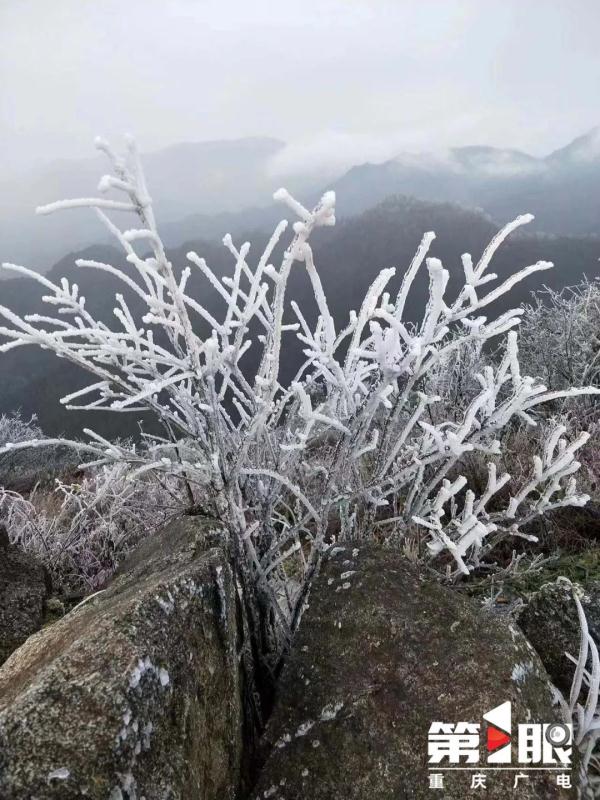 局地最低仅4℃！重庆有冬日限定款冰花啦
