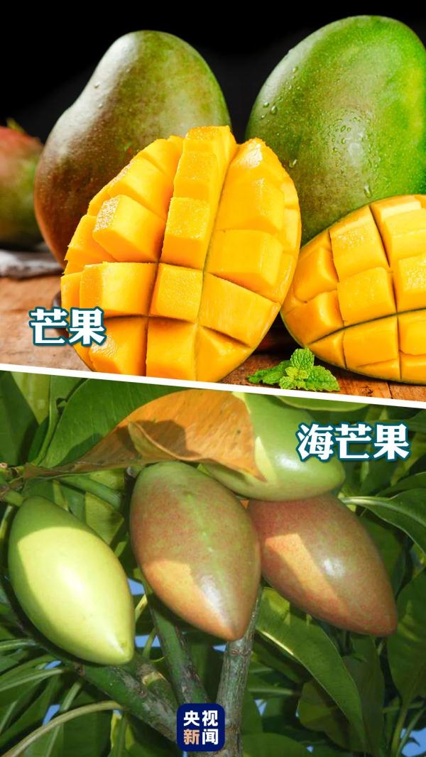 紧急提醒：有毒，或致死亡！这种“高仿”板栗不能吃→