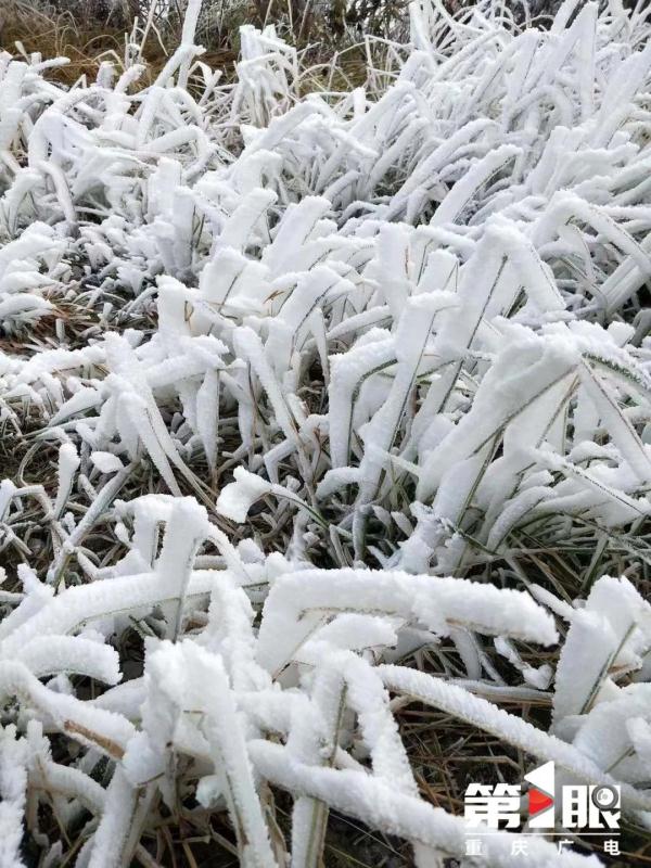 局地最低仅4℃！重庆有冬日限定款冰花啦