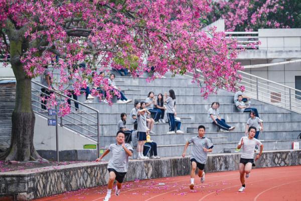 厦门“美人树”初冬如约绽放 朵朵粉花醉人心