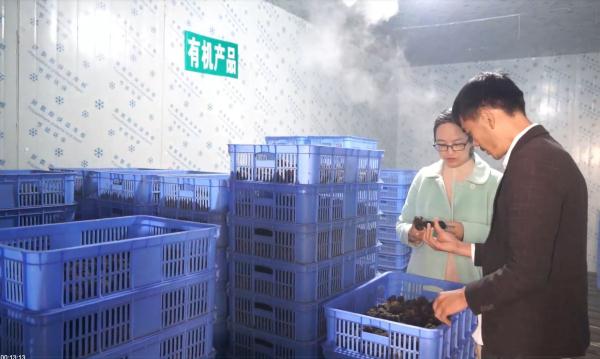 藏不住了,它的小名竟叫“猪拱菌”? 藏不住了,它的小名竟叫“猪拱菌”?