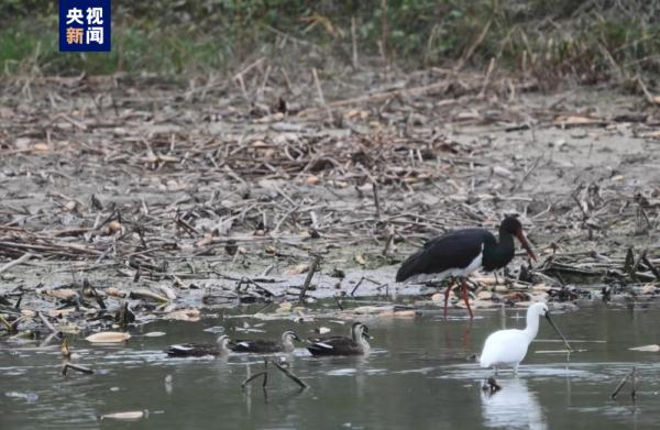 河南洛阳：7只黑鹳现身黄河湿地国家级自然保护区
