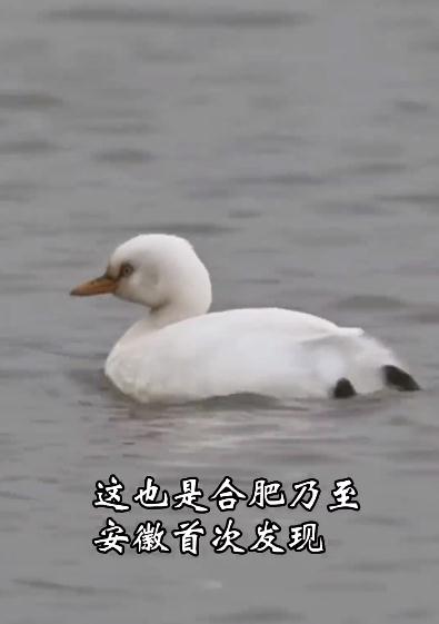 白化小鸊鷉（pì tī）！安徽首次发现！