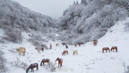 重庆仙女山迎近十年最早降雪