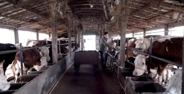 雨夜凌晨，临沂一村子里出现了一群“庞然大物”