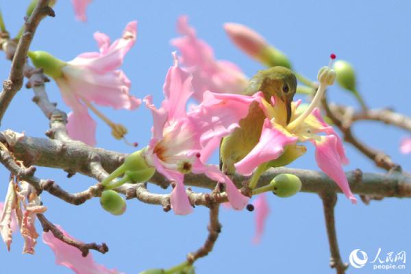 厦门“美人树”初冬如约绽放 朵朵粉花醉人心