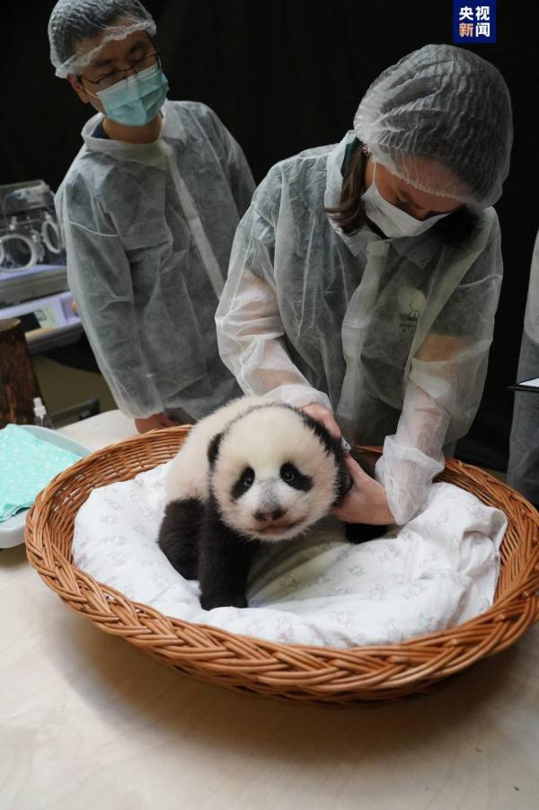 大熊猫“丁丁”幼崽体检报告更新