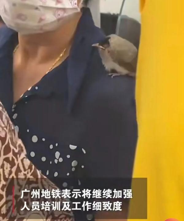 有乘客在地铁里满车厢抓鹦鹉？广州地铁回应