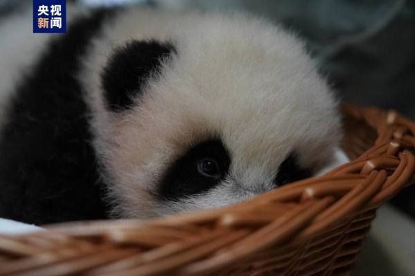 大熊猫“丁丁”幼崽体检报告更新