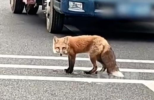 除了野生狐狸,它们也来深圳了 除了野生狐狸,它们也来深圳了