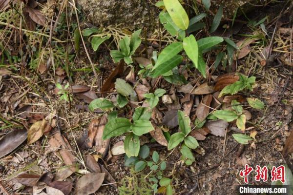 广东中山新记录4种野生兰科植物