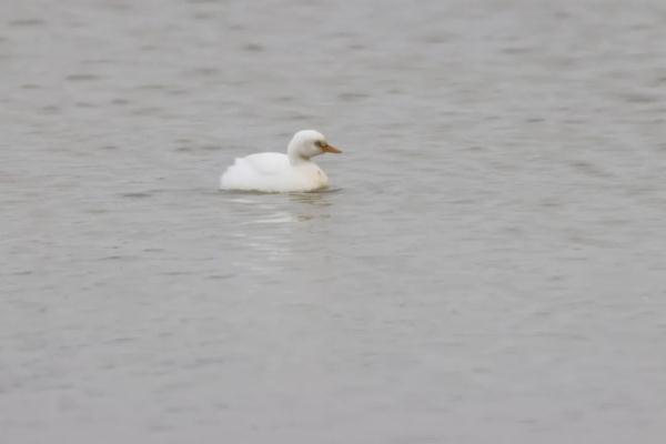 白化小鸊鷉（pì tī）！安徽首次发现！