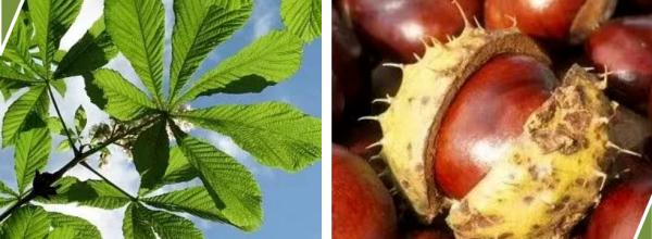 重要提醒!这种“高仿”板栗有毒,不要食用! 重要提醒!这种“高仿”板栗有毒,不要食用!