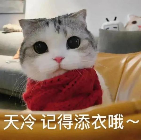 手都冻紫了，正如上海的气温图……这个冬天会出现极端寒潮吗？
