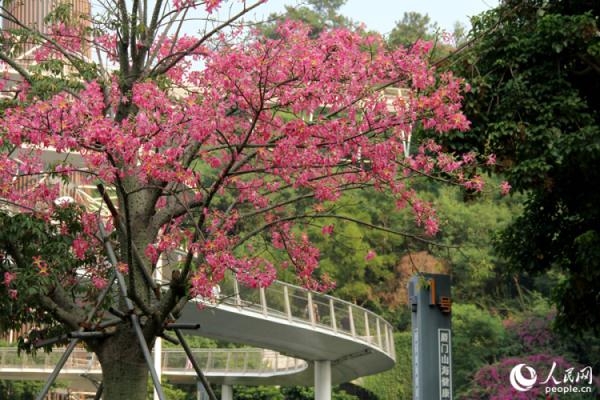 厦门“美人树”初冬如约绽放 朵朵粉花醉人心