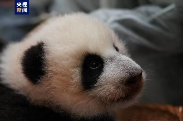 大熊猫“丁丁”幼崽体检报告更新