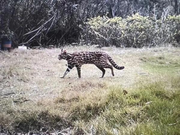 除了野生狐狸,它们也来深圳了 除了野生狐狸,它们也来深圳了
