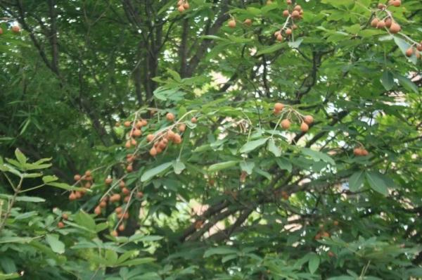 重要提醒!这种“高仿”板栗有毒,不要食用! 重要提醒!这种“高仿”板栗有毒,不要食用!