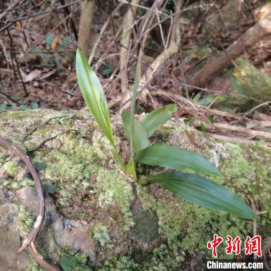 广东中山新记录4种野生兰科植物