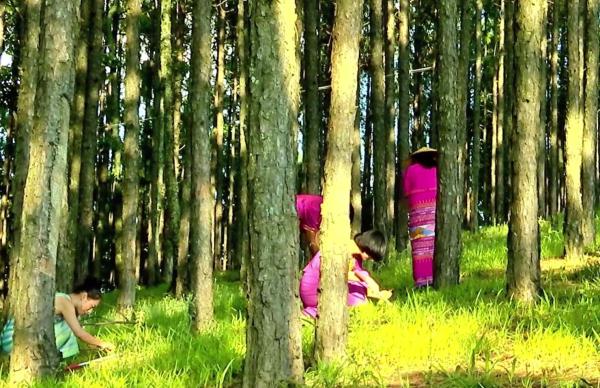 藏不住了,它的小名竟叫“猪拱菌”? 藏不住了,它的小名竟叫“猪拱菌”?