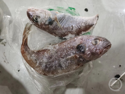 海鱼红烧后半夜发绿光?科普博主:感染了发光细菌 海鱼红烧后半夜发绿光?科普博主:感染了发光细菌