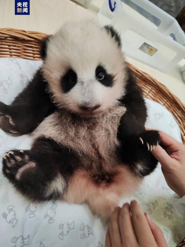 大熊猫“丁丁”幼崽体检报告更新