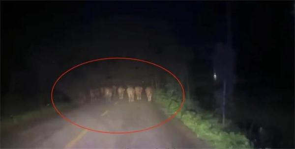 雨夜凌晨，临沂一村子里出现了一群“庞然大物”