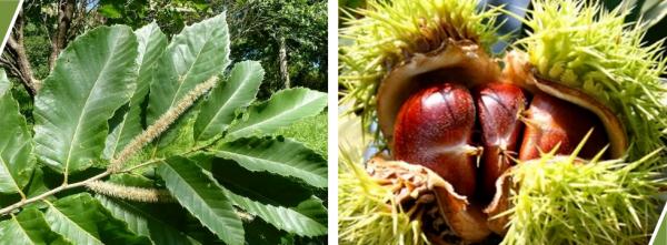 重要提醒!这种“高仿”板栗有毒,不要食用! 重要提醒!这种“高仿”板栗有毒,不要食用!