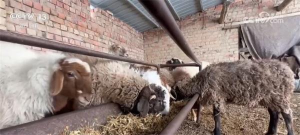 全国多地迎降温降雪 多措并举保障生产生活