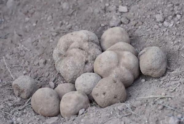 藏不住了,它的小名竟叫“猪拱菌”? 藏不住了,它的小名竟叫“猪拱菌”?