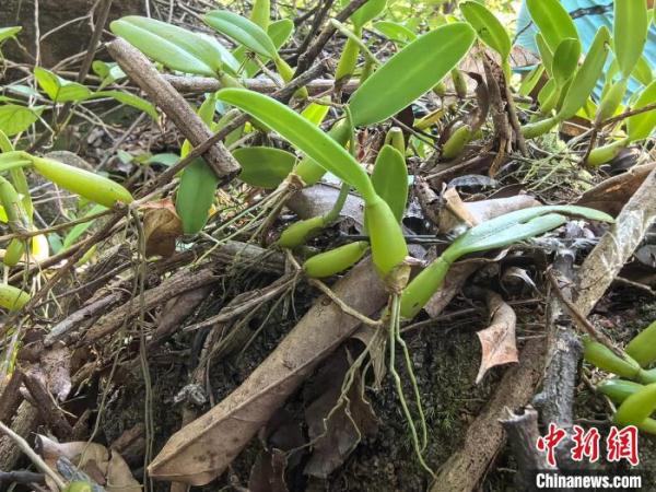 广东中山新记录4种野生兰科植物