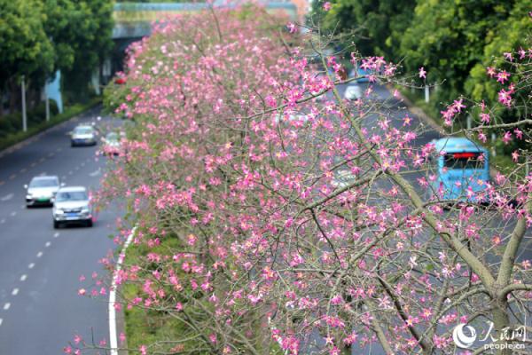 厦门“美人树”初冬如约绽放 朵朵粉花醉人心