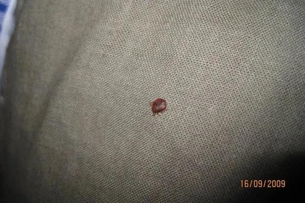 以人类血液为食，多国爆发！专家：传播快、难消灭