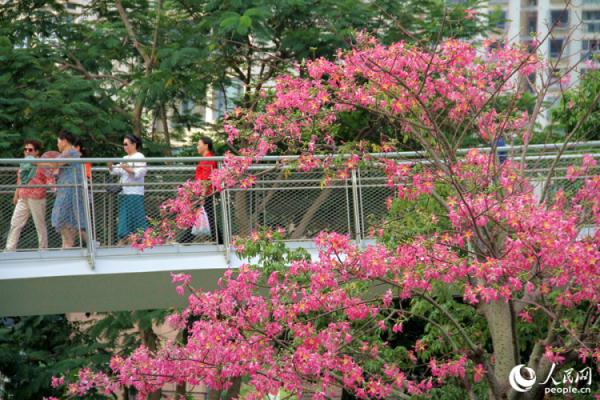 厦门“美人树”初冬如约绽放 朵朵粉花醉人心