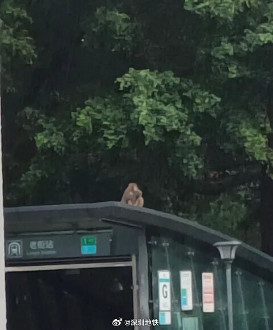 除了野生狐狸,它们也来深圳了 除了野生狐狸,它们也来深圳了