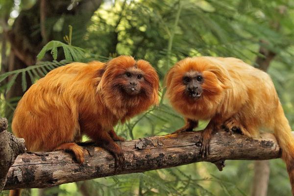 美媒：巴西建绿色走廊，防金狮面狨近亲繁殖