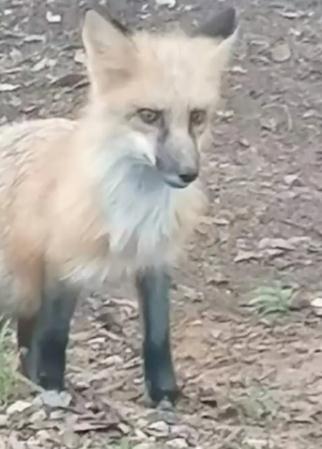 除了野生狐狸,它们也来深圳了 除了野生狐狸,它们也来深圳了