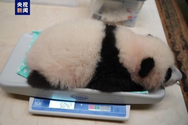 大熊猫“丁丁”幼崽体检报告更新