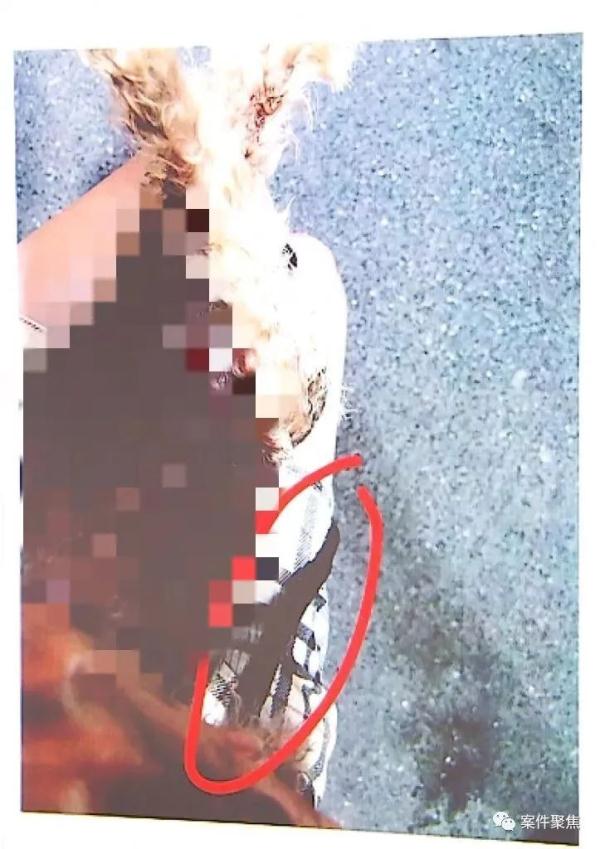 泰迪被金毛咬了!狗咬狗引发人告人,法院这样判 泰迪被金毛咬了!狗咬狗引发人告人,法院这样判