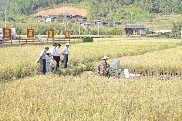 这个再生稻新品种,又获高产! 这个再生稻新品种,又获高产!