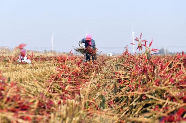 河北大城：辣椒喜获丰收