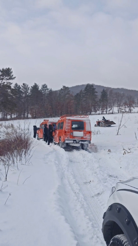 东北频现野生东北虎冬季下山觅食