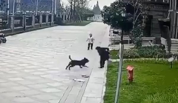 被恶犬咬伤女童已出院