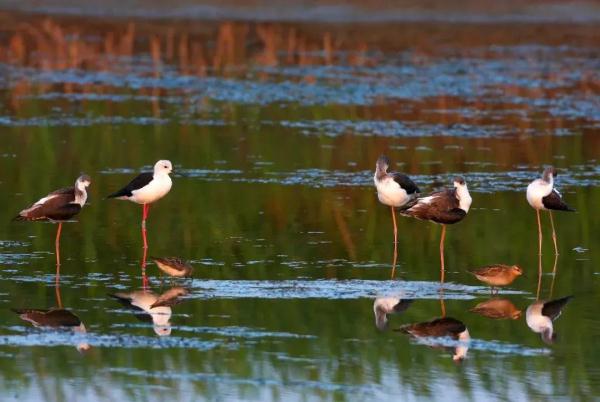 国家重要湿地，浙江新增2处！