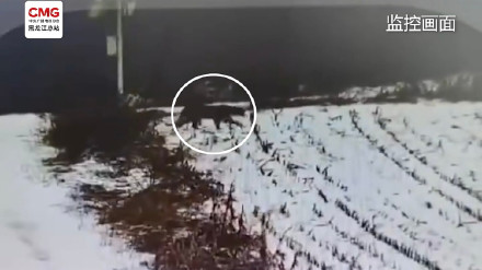 东北频现野生东北虎冬季下山觅食