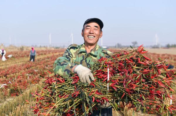 河北大城：辣椒喜获丰收