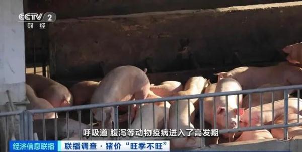 猪肉价格大降超40%