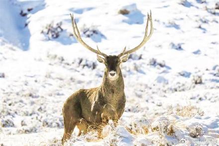 四川甘孜冬日 白唇鹿成群溪边喝水 四川甘孜冬日 白唇鹿成群溪边喝水
