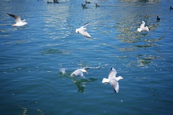 “老朋友”如约回家 红嘴鸥飞临绵阳涪江 “老朋友”如约回家 红嘴鸥飞临绵阳涪江